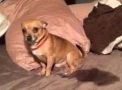 spider_womaan's tweet photo. Yo escuchando la alerta sísmica , sabiendo que es un simulacro:
#Sismo #AlertaSismica #19deSeptiembre https://t.co/6mR1oFURoY