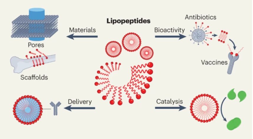 Extremely happy to see this review out in @NatRevChem and very proud of @Cesar_VicenteG at @IMDEA_Nano @IQOG_CSIC.

Synthesis, self-assembly, characterization, properties and applications of Lipopeptides rdcu.be/dmuXO

#peptides #lipids #selfassembly #systemschemistry