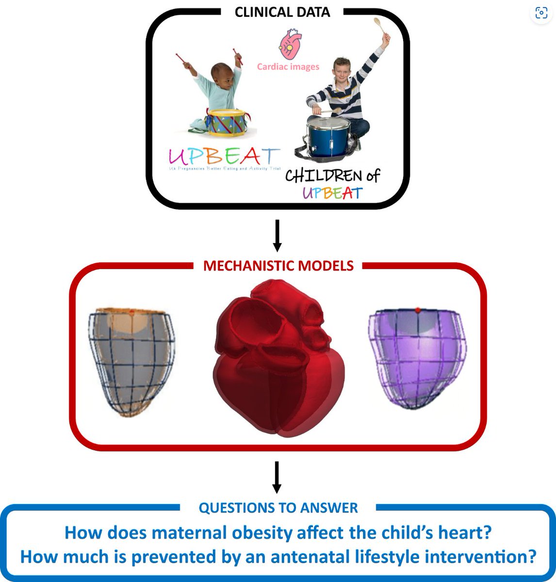 Call for PhD students! Unprecedented opportunity to study the impact of maternal obesity in offspring cardiovascular health, and to bring evidence of benefits of a healthy diet and physical activity to reduce that impact. kcl-mrcdtp.com/project/cardio… Apply kcl-mrcdtp.com/apply/applicat…