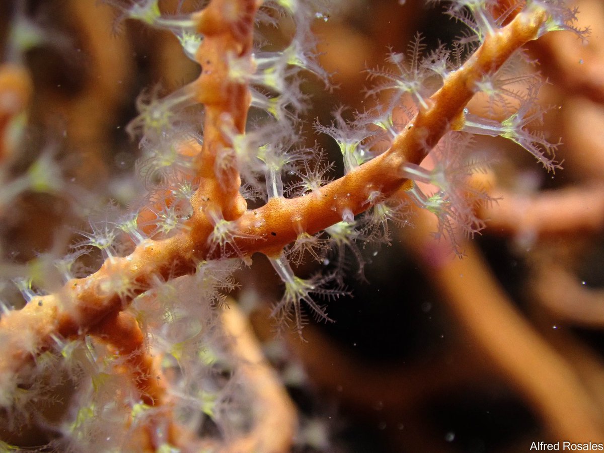 Every gorgonian is also an island. 
G. bolivari and S. spelta are two of the neighbors that lives on the L. sarmentosa colonies in the SACs of Granada, Spain.
Even after the administration's neglect and the constant damage by fishing lines, these corals continue acting as a home