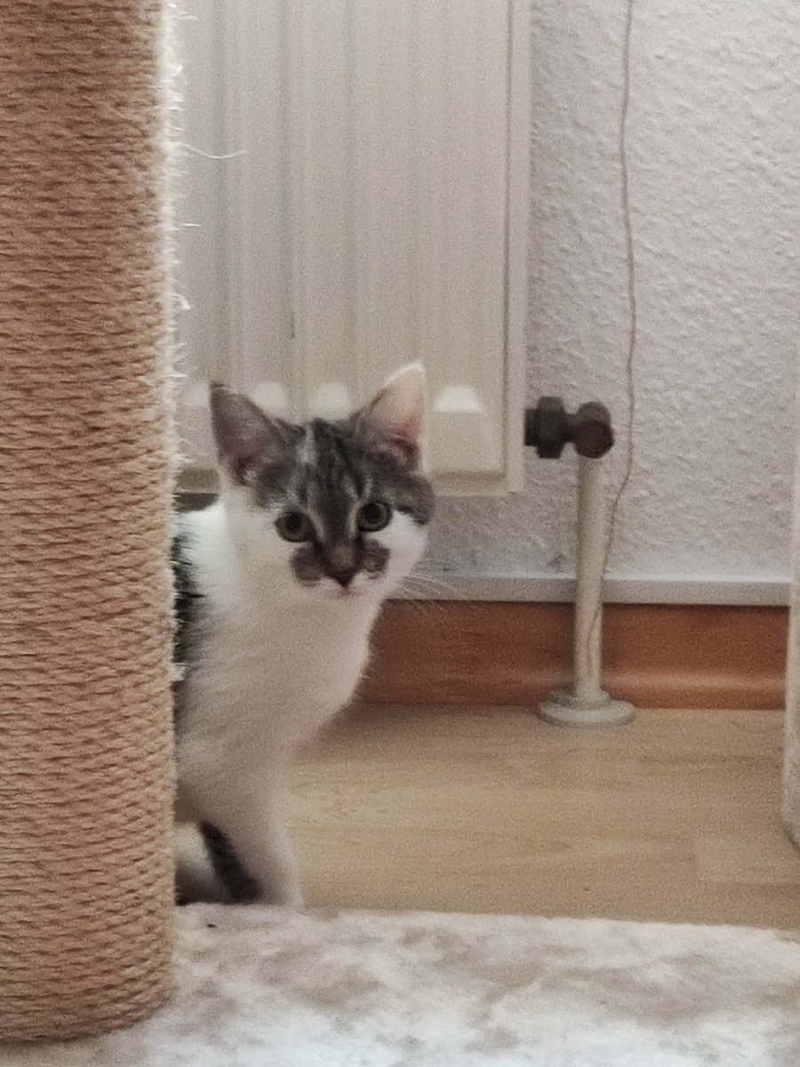 Sir Thomas Glubsch von Kuschelwuschel 😺 tweet media