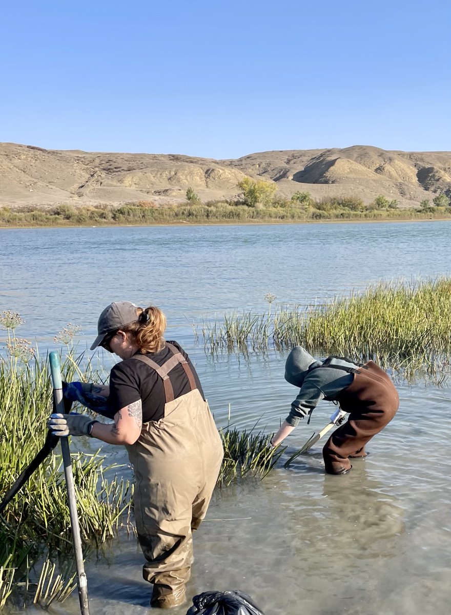 What a weekend! Thanks to all who helped us dig Flowering Rush from the South Saskatchewan River. We removed 4 half ton truckloads! Thanks to @FishOceansCAN, @SKGov, and assistance from members of the USask Prager lab @USaskEnt