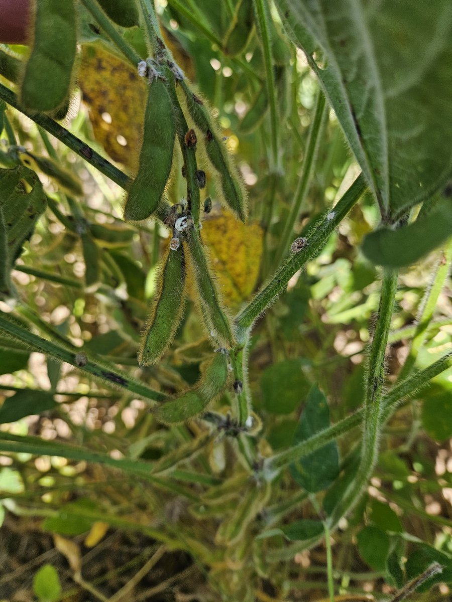 Beauveria bassiana fungi (white mycelium) starting in on the kudzu bugs (on-farm variety trial in West TN)