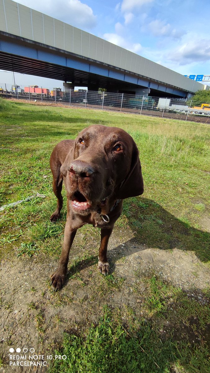 parcelpanic's tweet image. &quot;Wie? Keine Leckerchen bei?&quot;

-_-_-_-_-_-_-_-_-_-_-_-_-_-_-
| ... &quot;wenn trotz eskaliert&quot; ... ...|
| Bildreihe/2023/parcelpanic |
-_-_-_-_-_-_-_-_-_-_-_-_-_-_-
#Bildbeschreibung

Der Rabauke auf grüner Wiese in drei Aufnahmen, in deren Verlauf das Gesicht entrüstete Züge annimmt.