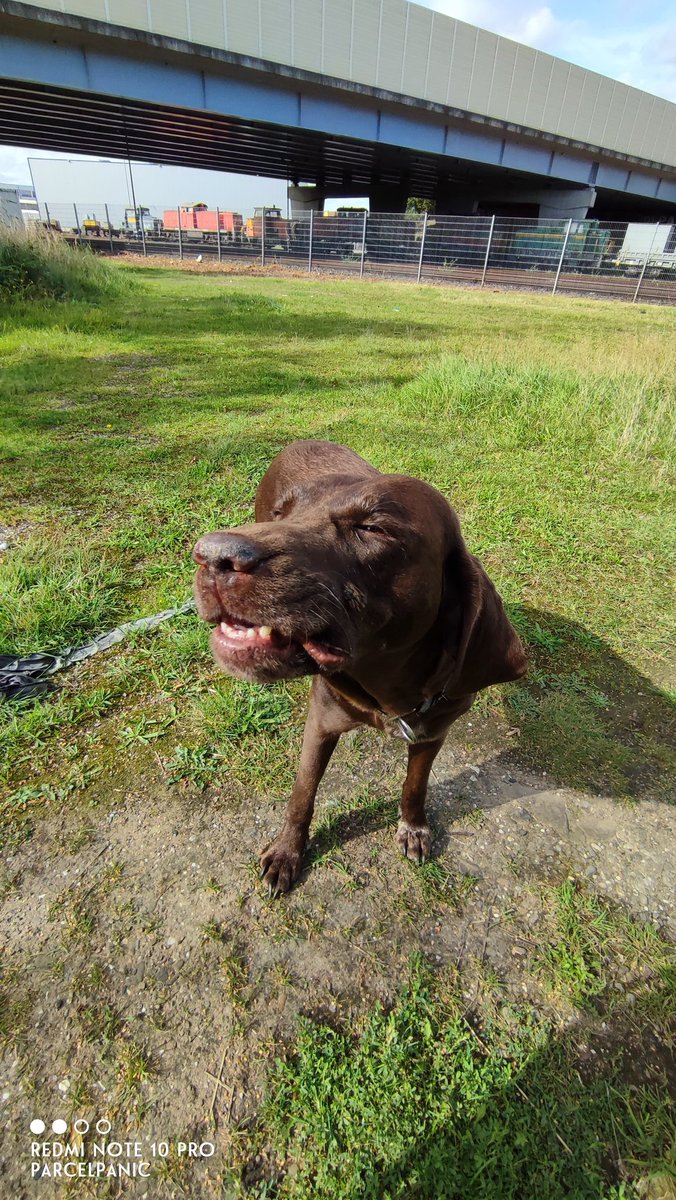 parcelpanic's tweet image. &quot;Wie? Keine Leckerchen bei?&quot;

-_-_-_-_-_-_-_-_-_-_-_-_-_-_-
| ... &quot;wenn trotz eskaliert&quot; ... ...|
| Bildreihe/2023/parcelpanic |
-_-_-_-_-_-_-_-_-_-_-_-_-_-_-
#Bildbeschreibung

Der Rabauke auf grüner Wiese in drei Aufnahmen, in deren Verlauf das Gesicht entrüstete Züge annimmt.