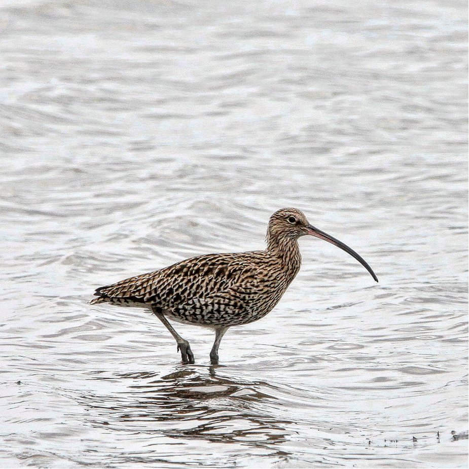 The impact of Ireland's changing winter climate is driving the Curlew to newer, more vulnerable habitats such as industrial sites &amp; sports fields - new research from <a href="/paul__holloway/">Paul Holloway</a> <a href="/_BTO/">BTO</a> <a href="/AberUni/">Aberystwyth University</a> <a href="/ECHOESproj/">ECHOES project</a> 

Photo: <a href="/LukeLamb96/">Luke Lambert</a> 

Read more: tinyurl.com/5n7uucur