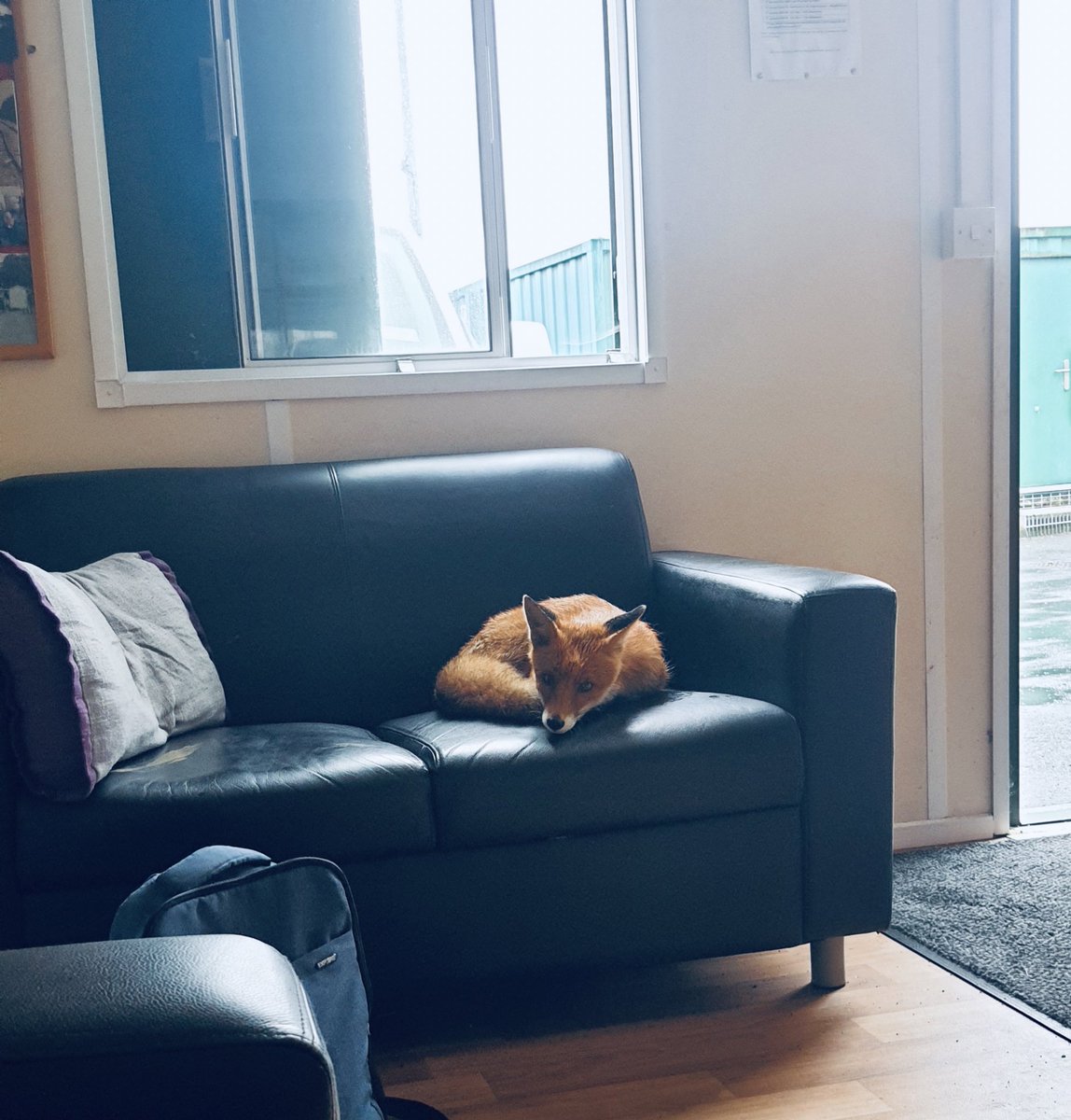 🦊 A cunning fox finds shelters from the rain:   A regular visitor to our Permanent Way Heuston Division , ‘Basil’ the Fox found the comfort of a sofa during a tea break yesterday 🦊