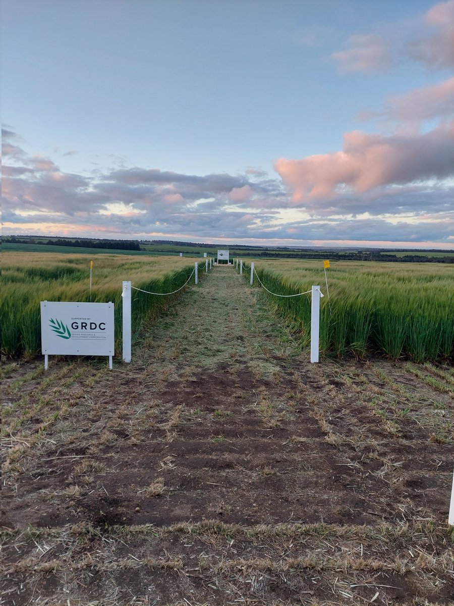 Ben Oldfield (@oldfield_ben) on Twitter photo Awesome day at the <a href="/far_australia/">FAR Australia</a> <a href="/GRDCSouth/">GRDC South</a> hyper yielding crops site at Frankland. This site never disappoints ๐ Long may this critical research into lifting yields in the HRZ continue Awesome day at the <a href="/far_australia/">FAR Australia</a> <a href="/GRDCSouth/">GRDC South</a> hyper yielding crops site at Frankland. This site never disappoints ๐ Long may this critical research into lifting yields in the HRZ continue