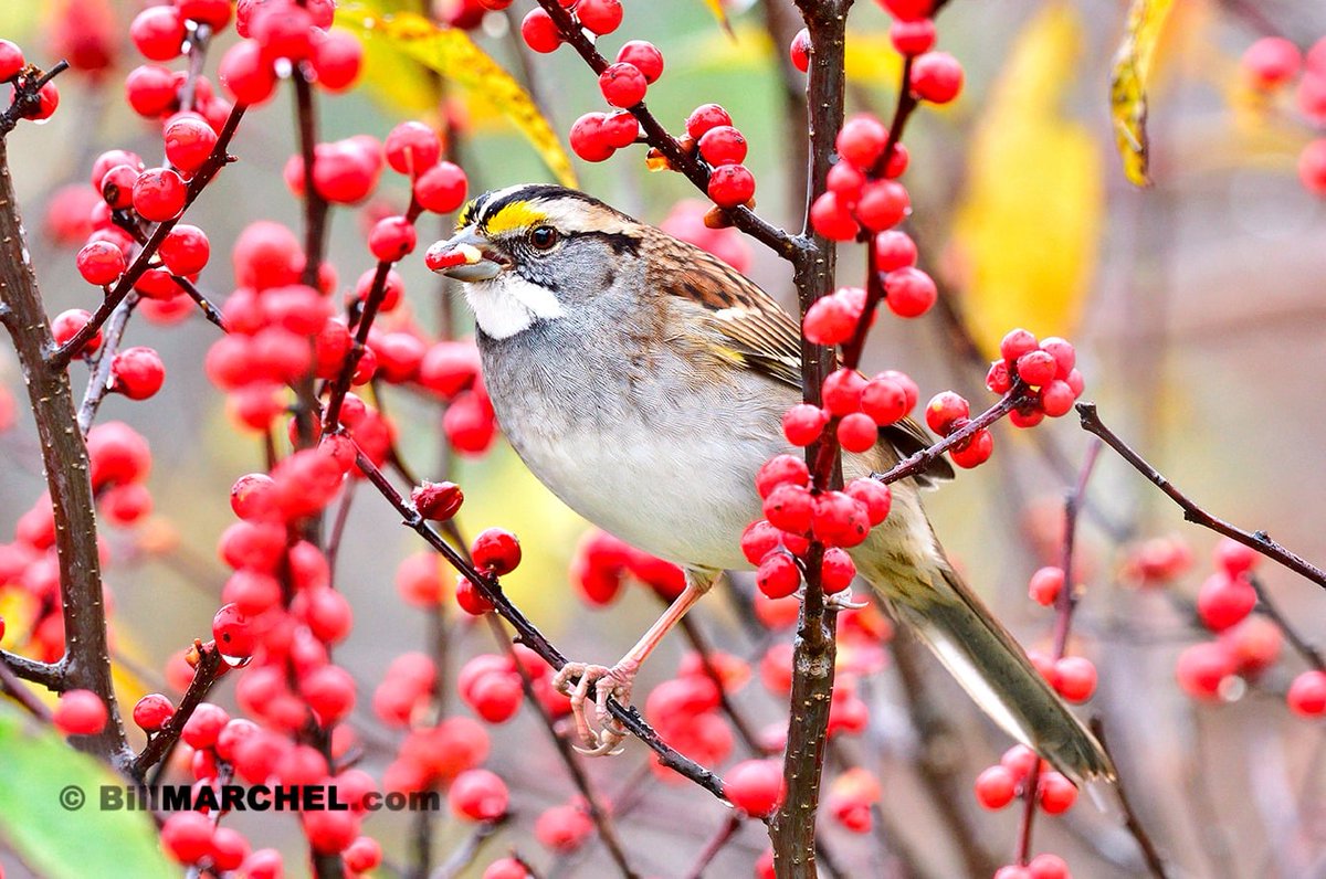A White-throated Sparrow is feeding on winterberries - or at least the seeds. Most birds like robins and waxwings swallow fruit whole. Conversely, the sparrow crushed berries in its beak and extracted the seeds, as portrayed here.