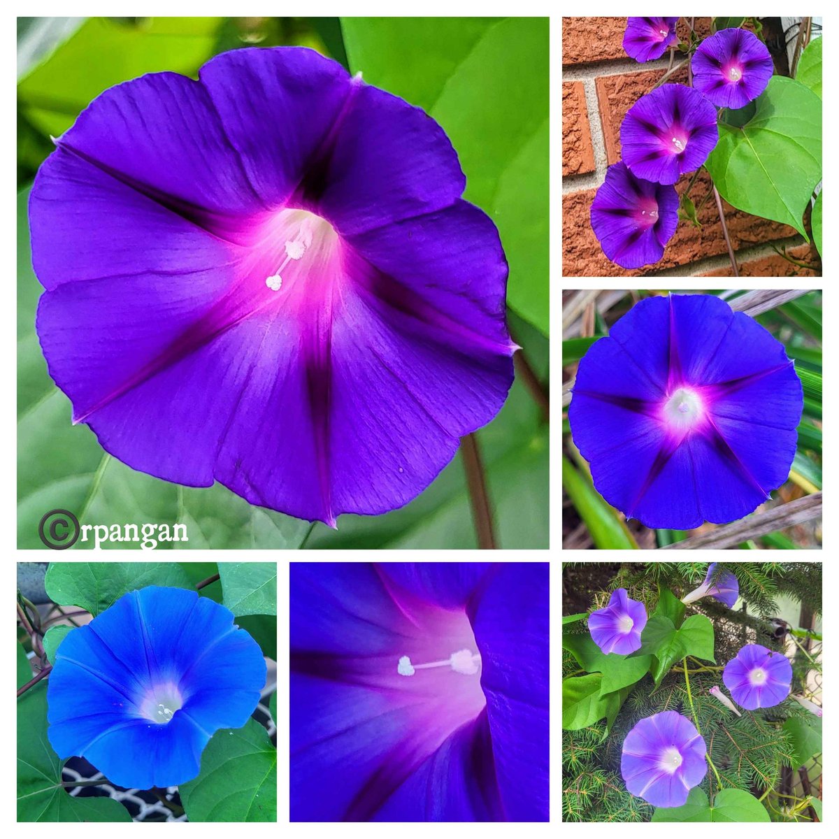 A few more morning glories in my garden to brighten your day. So luminous and bright, they almost shine!
#TuesdayBlue #Flowers #gardening #tuesdayinspiration #FlowersOfTwitter #FLOWERchallenge #mygarden