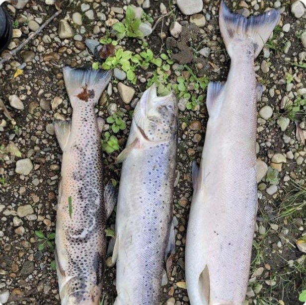 Jim Murray MBE tweet media