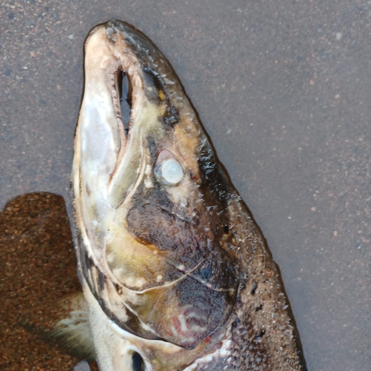 Jim Murray MBE tweet media