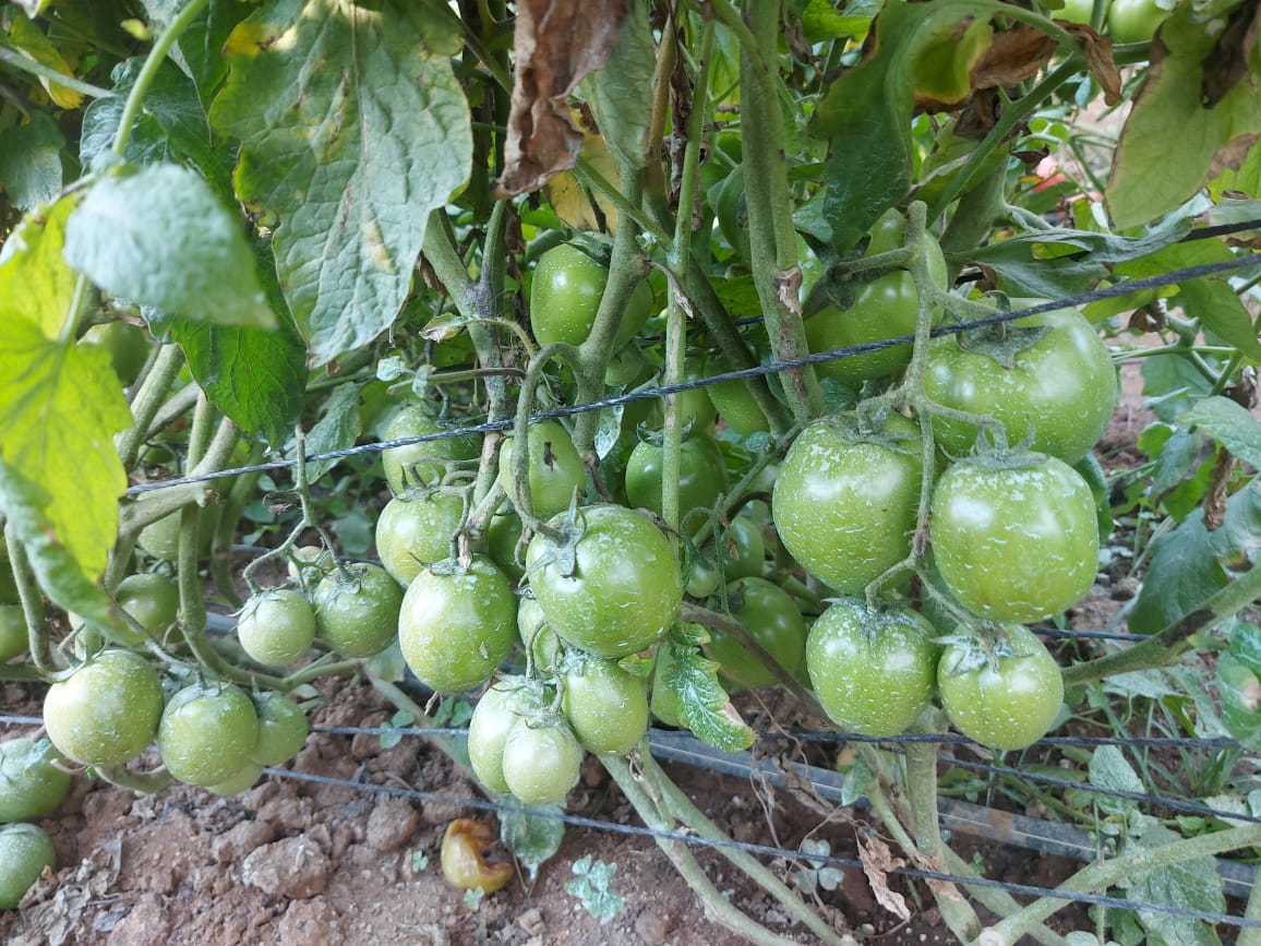 Masimba Kanyepi tweet media