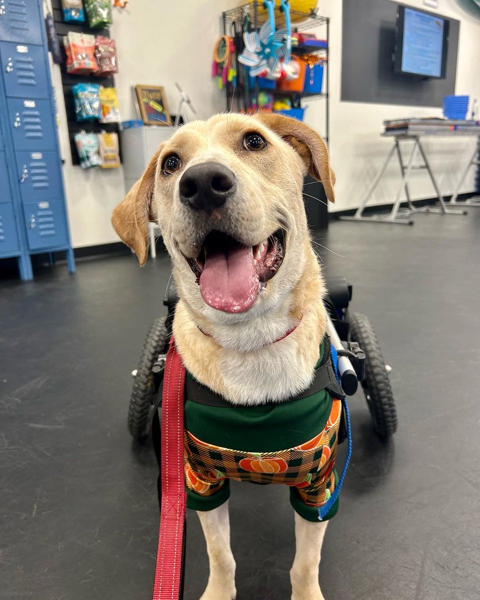 Walkin' Pets tweet media