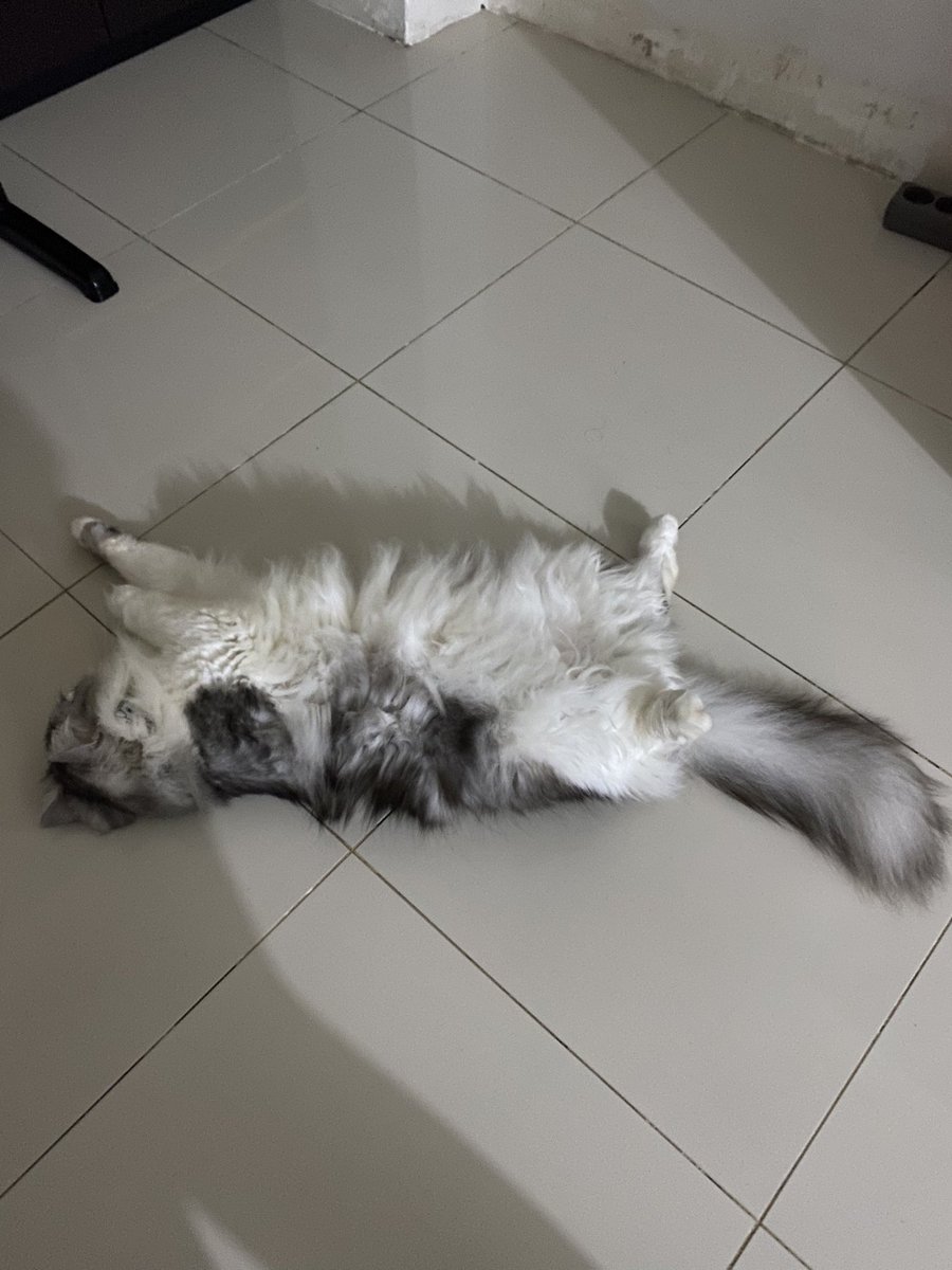 Sisilkucingbaik's tweet photo. https://t.co/9EVFDq1yFO