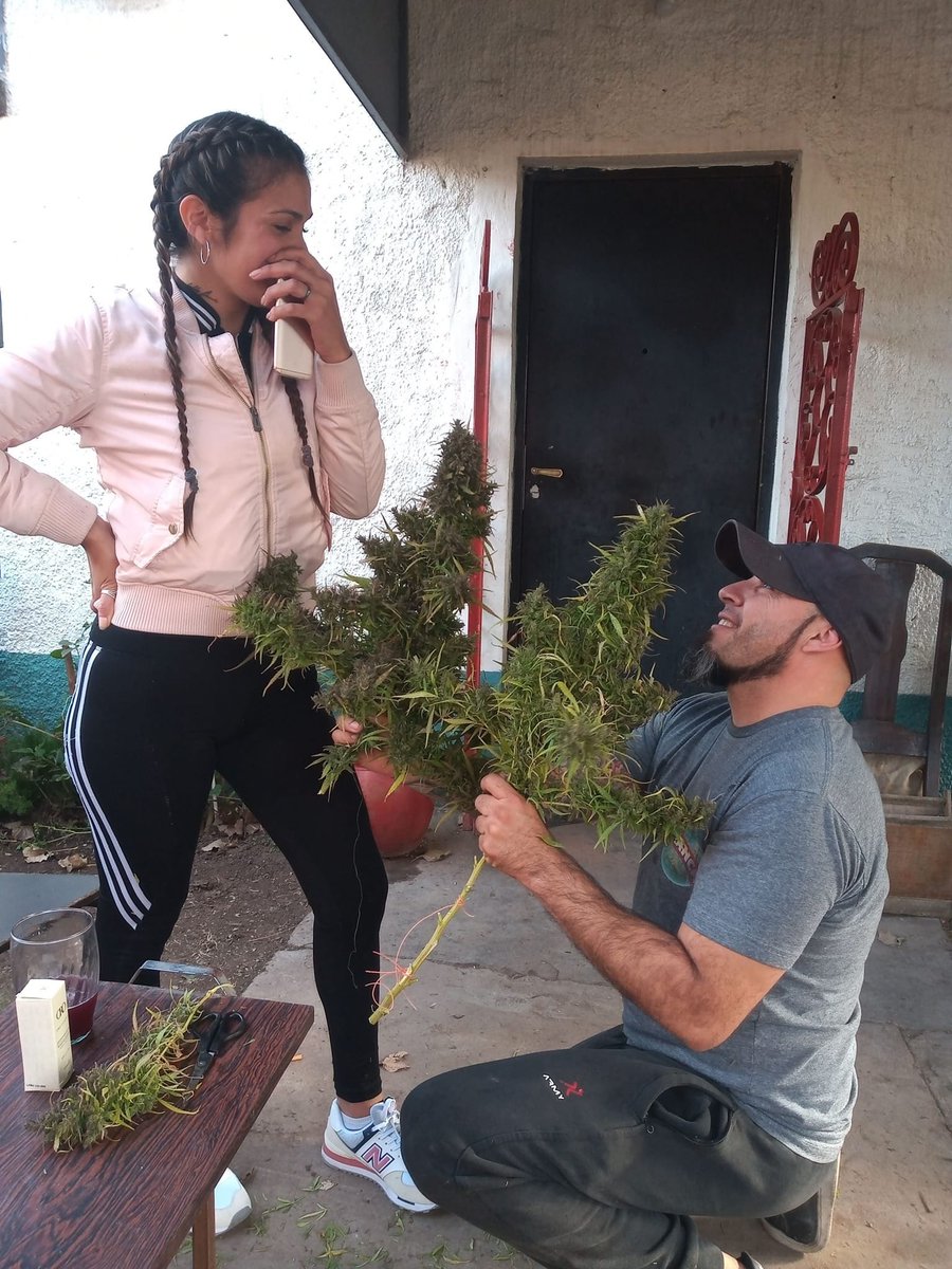 cannabishub's tweet photo. "High Proposal, Higher Love"

📸 Barrios Francisca Carlos https://t.co/ABZcaenWKv