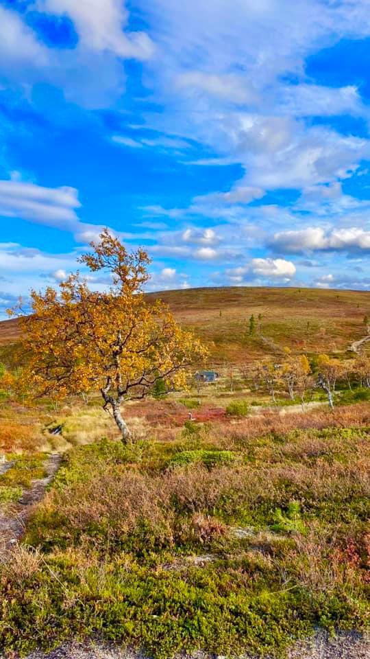 LiljaErika's tweet photo. Tuli huiputettua seitsemän #tunturi’a kolmen päivän #Hetta #Pallas -vaelluksella. 🏔️x7️⃣

Yksi yö nukuttiin Sioskurussa (kuvassa), yksi Nammalakurussa. ⛺️

Viimeinen sängyssä ystävieni luona Raanujärven rannalla. Tyven keli piirsi järvimaisemaan eilen auringonnousun fallostaikaa. https://t.co/XQS4lvsoPw