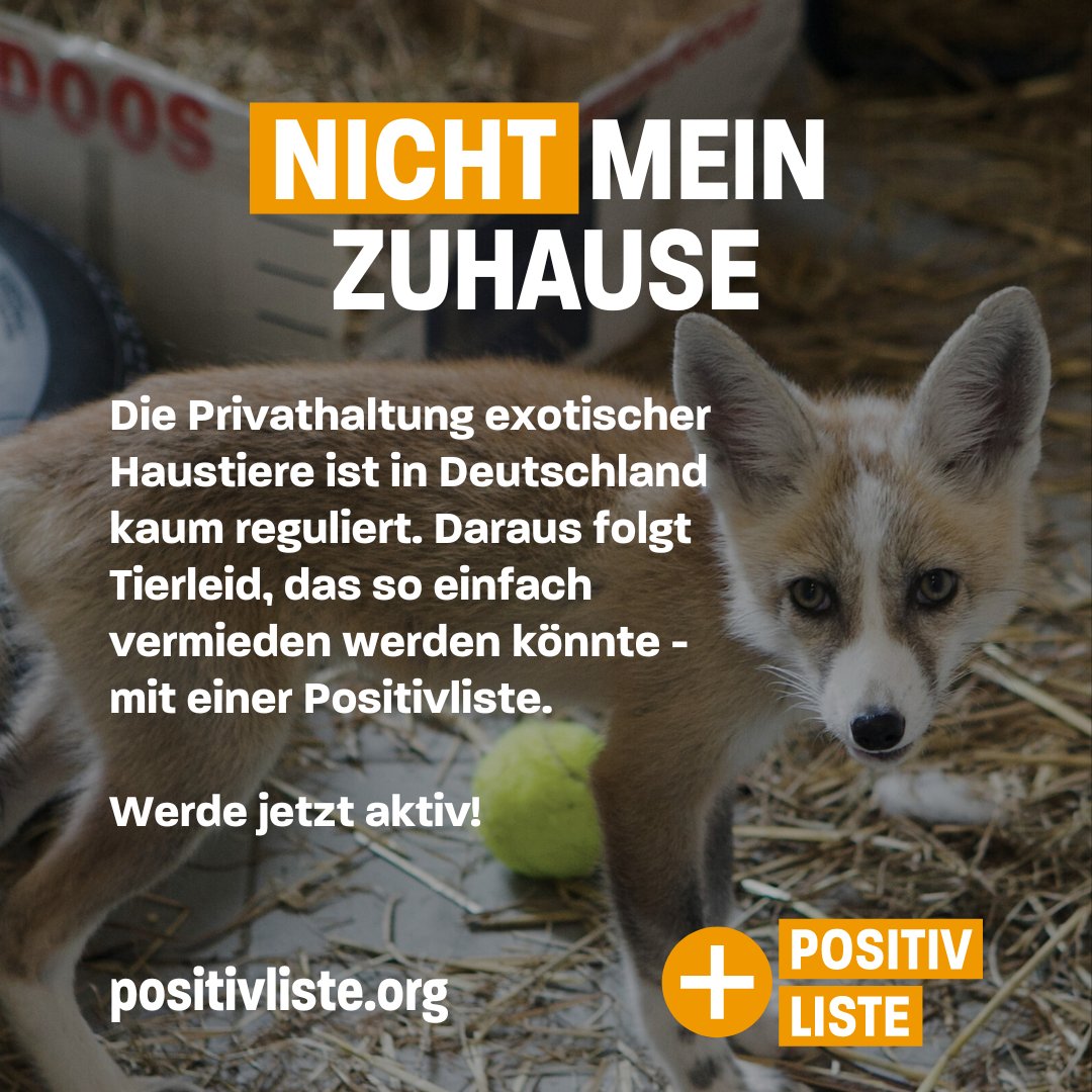 WYLDshop's tweet photo. Die Anforderungen exotischer Haustiere an ihre Haltung sind oftmals auch mit größter Mühe der Halter:innen nicht erfüllbar: Zu spezifisch sind die Umweltansprüche, Ernährungspräferenzen, Ansprüche an Gruppenkonstellation, ... Daher jetzt #positivliste fordern! https://t.co/Pn7oHWxaR0