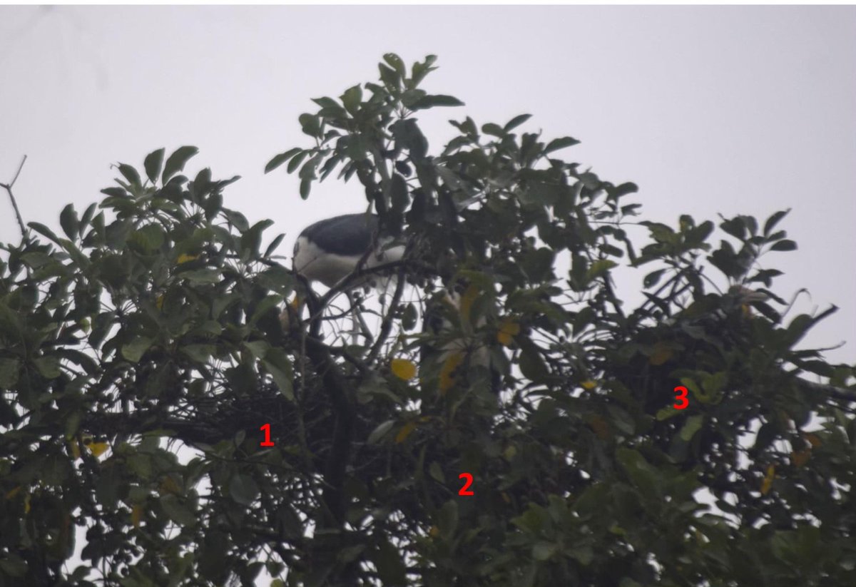 Pramod kalita tweet media