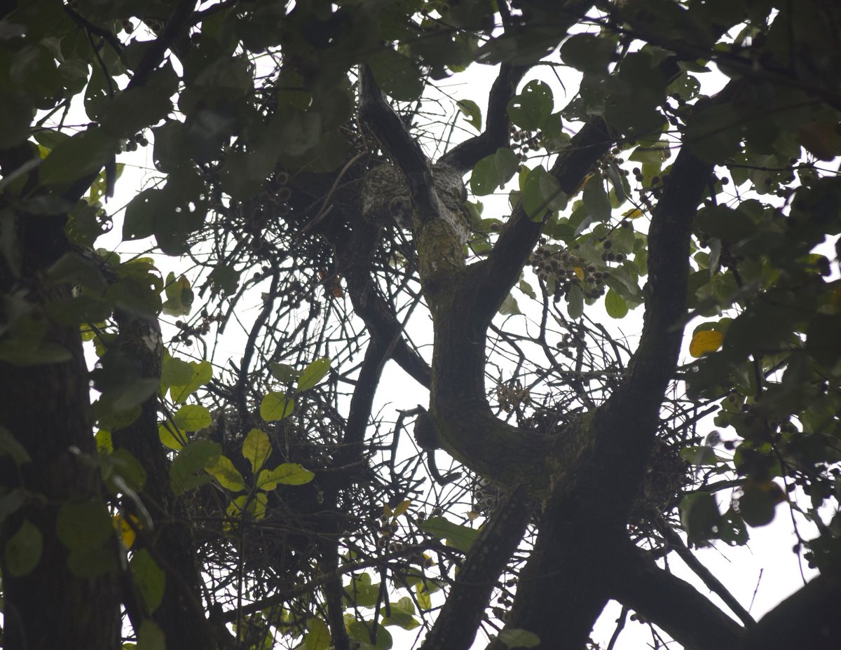 Pramod kalita tweet media