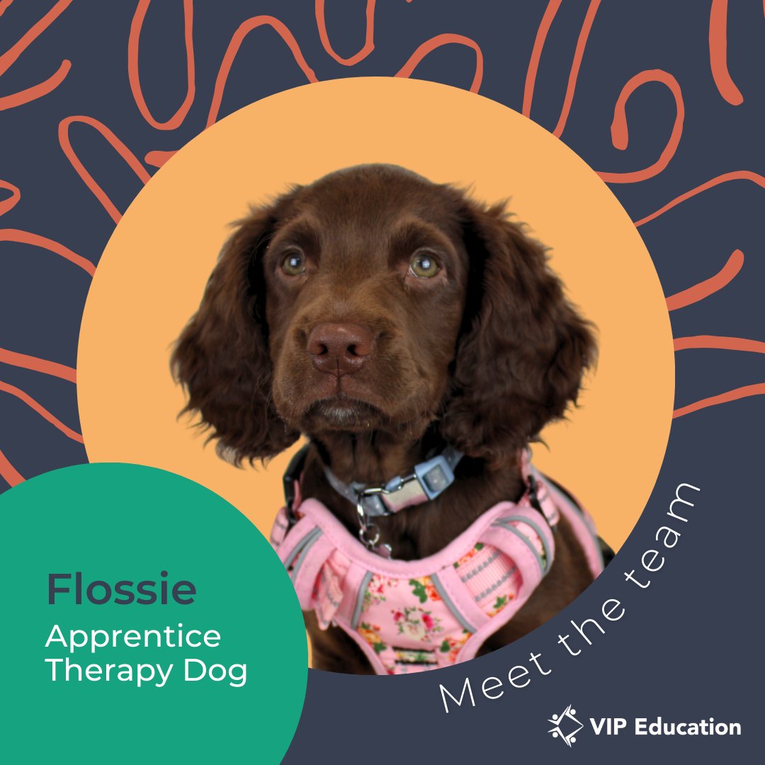 Meet Flossie, our Apprentice Therapy Dog! Flossie has been undergoing training sessions to work on becoming the perfect companion to our young people! Take a read of what Flossie has been up to 👉 vipeducation.co.uk/introducing-fl…