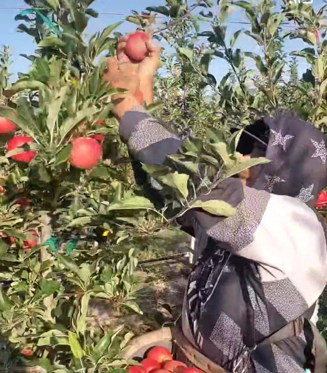 UFWupdates's tweet photo. Jose has worked in Washington state's apple harvest for the last 10 years. He shares, "We are being paid piece rate for the harvest -  which means we have to work very quickly in order to earn enough money." #WeFeedYou https://t.co/bkXB5YZO2y