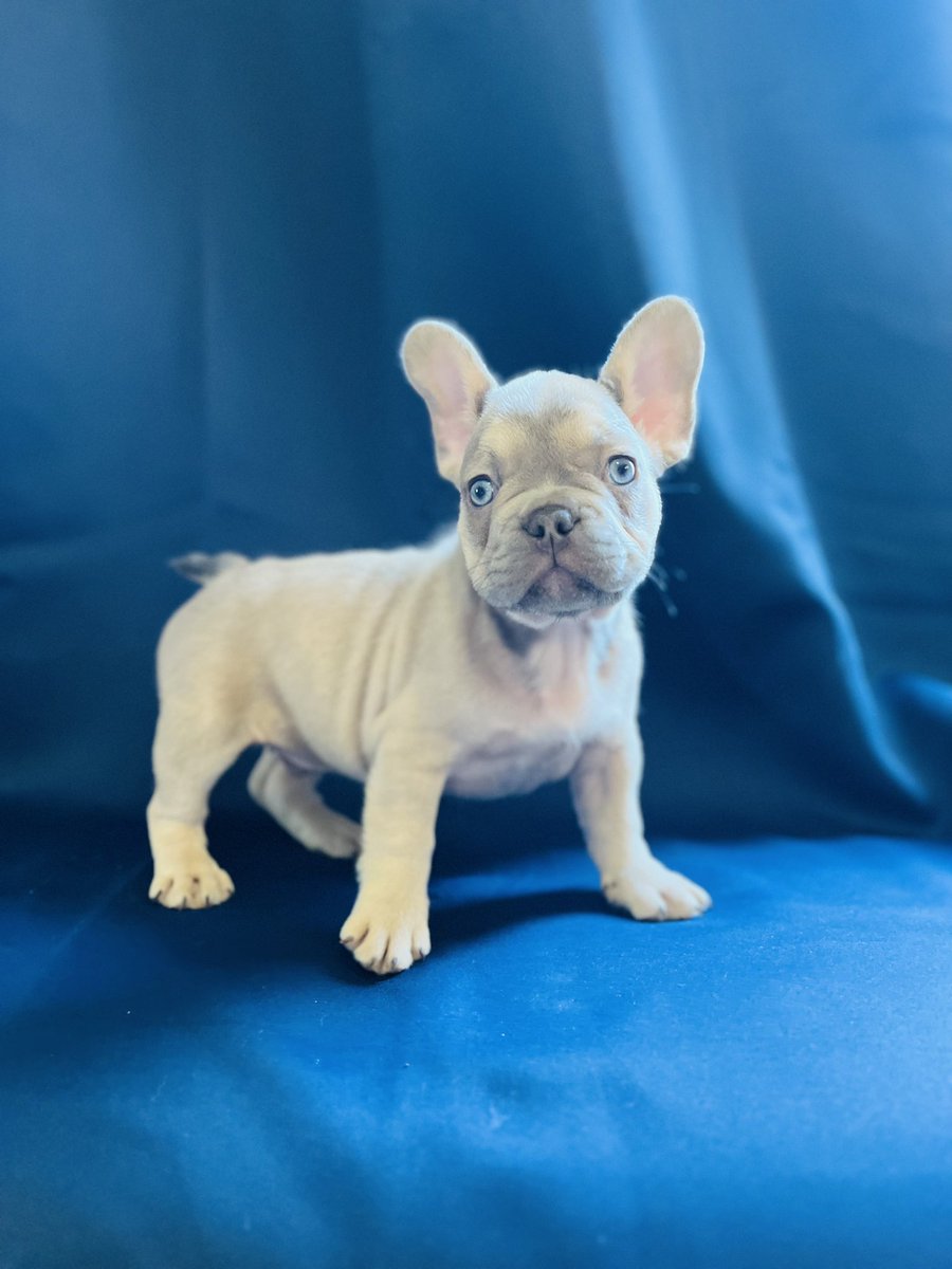 LilBub1's tweet photo. 4 boys 💙 1 girl 🩷 French Bulldogs ‼️ Hit me up if interested ‼️ https://t.co/Sfx6reG9h1