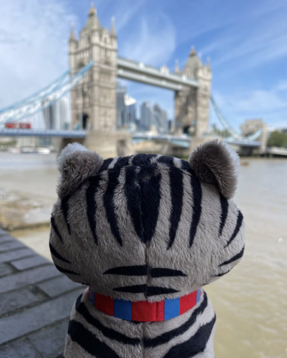 The Tower Bridge Cat tweet media