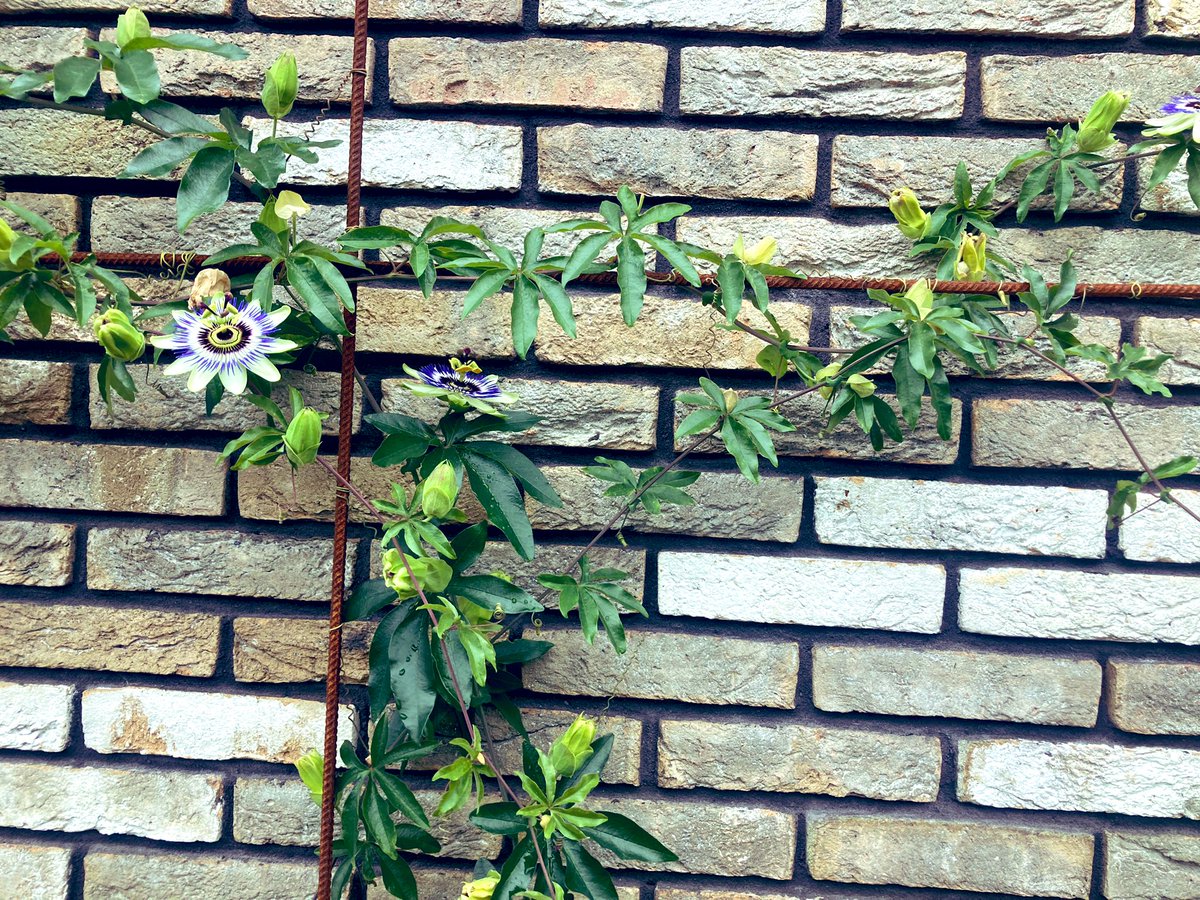 RoelkeHNienhuis's tweet photo. De klimplanten in de plantenbakken die dit voorjaar zijn toegevoegd in #HetEbbingekwartier #Groningen groeien goed. Helaas is het niet mogelijk om in deze straat planten in de grond te laten groeien (op een parkeergarage en aardbevingbestendig gebouwd). #leefkwaliteit #groenestad https://t.co/gnEOHGRJNI
