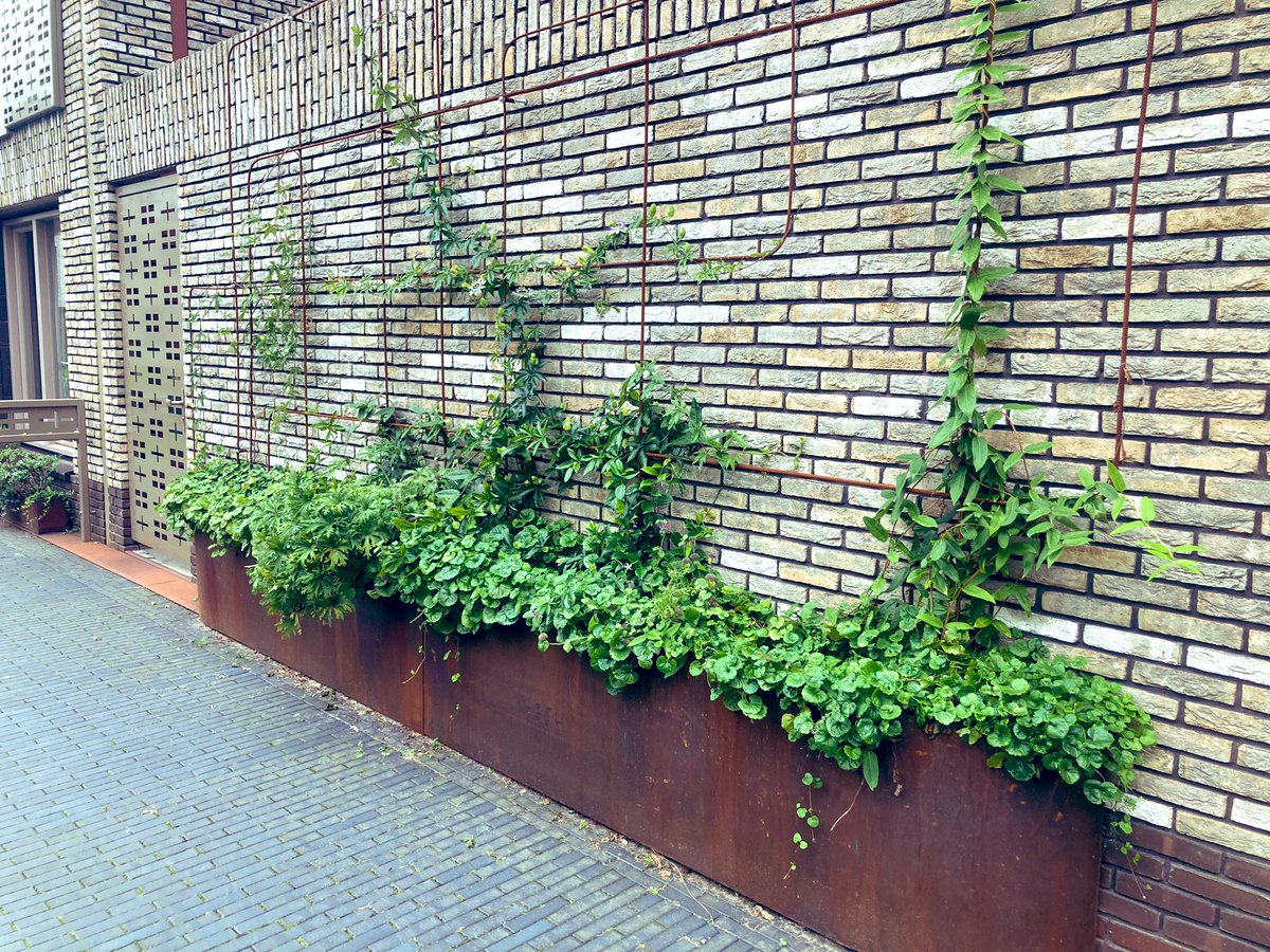 RoelkeHNienhuis's tweet photo. De klimplanten in de plantenbakken die dit voorjaar zijn toegevoegd in #HetEbbingekwartier #Groningen groeien goed. Helaas is het niet mogelijk om in deze straat planten in de grond te laten groeien (op een parkeergarage en aardbevingbestendig gebouwd). #leefkwaliteit #groenestad https://t.co/gnEOHGRJNI