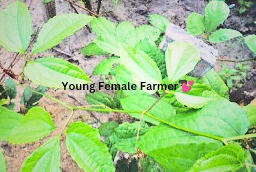 AjayiTitilopeB1's tweet photo. Do you know that Ugwu leaf ( pumpkin leaf) is filled with iron, which helps with blood circulation and eases pain during “special days” in every #woman’s life. 
Never stop eating Ugwu👌
#agriculture 
#health 
#Bebodywise
#YoungFemaleFarmer https://t.co/8QFphCSXfO