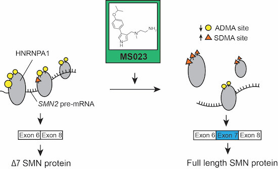 EmboMolMed's tweet photo. Online today! PRMT inhibitor promotes SMN2exon 7 inclusion and synergizes with #nusinersen to rescue #SpinalMuscularAtrophy mice.

By A. Kordala, C. Rinaldi &amp; colleagues @UniofOxford @IdrmOxford

🗞️https://t.co/T0wgw0K2V9 https://t.co/8gLrgvIl8m