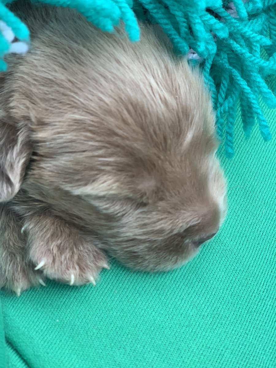 We are so sad that baby pup “Roland” passed away in the vets. 

All had been going well then he suddenly took a turn my went into intensive care at the vets , this afternoon his tiny body could not fight anymore.

RIP Roland and go join your 3 sibling sisters in the sky. ⛅️