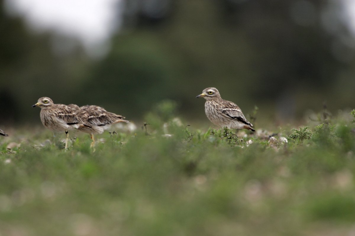 Fair to Nature (@fairtonature) on Twitter photo Celebrating all the Fair to Nature habitats and the essential oil crops at <a href="/Summerdown/">Sue Jackson</a> that are tempting Stone-curlews to breed there once again! fairtonature.org/article/a-pepp…
#naturefriendlyfarming <a href="/FarmWildlifeUK/">Farm Wildlife</a> <a href="/Natures_Voice/">RSPB</a> @RSPBNews <a href="/RSPBEngland/">RSPB England</a>
📸Andy Hay/rspb-images.com Celebrating all the Fair to Nature habitats and the essential oil crops at <a href="/Summerdown/">Sue Jackson</a> that are tempting Stone-curlews to breed there once again! fairtonature.org/article/a-pepp…
#naturefriendlyfarming <a href="/FarmWildlifeUK/">Farm Wildlife</a> <a href="/Natures_Voice/">RSPB</a> @RSPBNews <a href="/RSPBEngland/">RSPB England</a>
📸Andy Hay/rspb-images.com