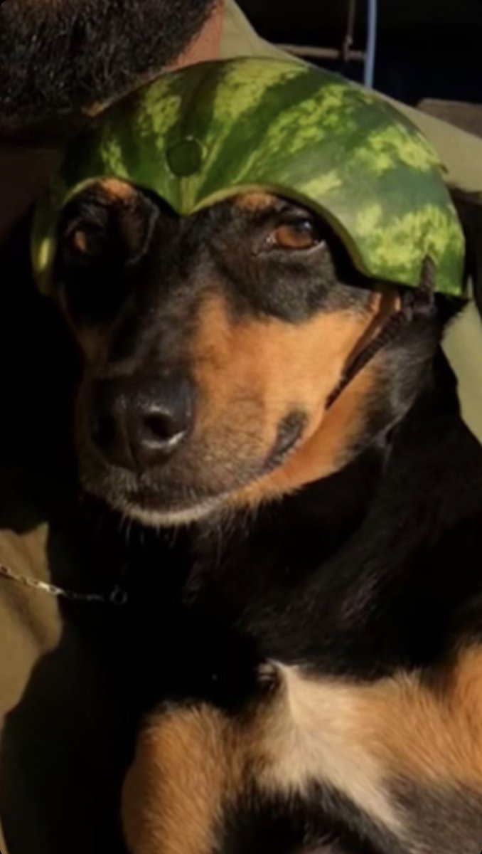 PauloVieiraReal's tweet photo. Seu cachorro morde?

Não. Ele julga. https://t.co/VNvgP4VRCU