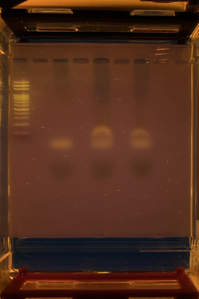 JensBongartz's tweet photo. My very first results with #BentoLab 😎 It was the GM Plant Detection. At least some bands as a physicist by training. https://t.co/RAIS1JsZwM