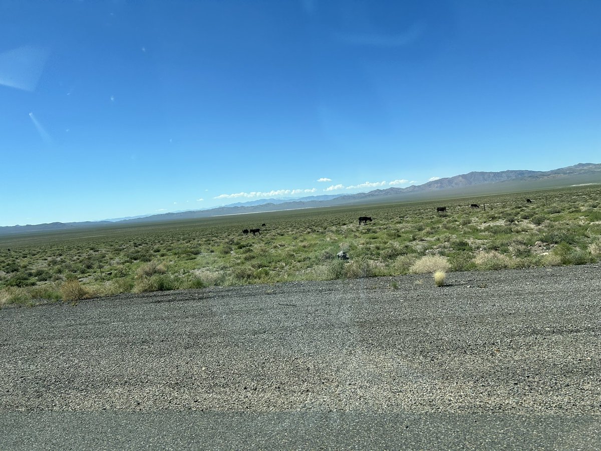 Had the oppty to see wild burros (and earlier, wild horses) in Nevada btw Reno and Las Vegas