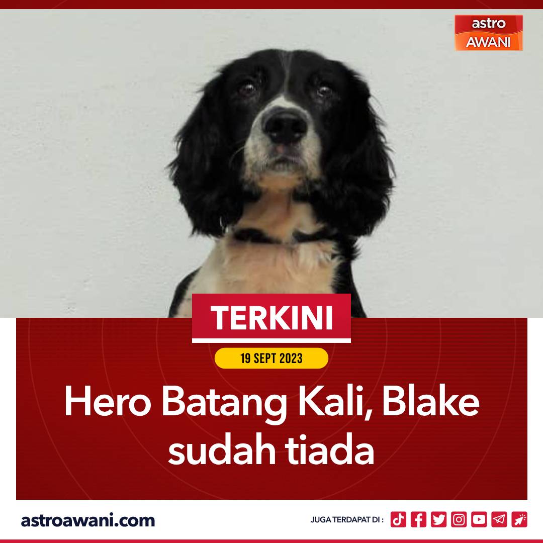 Anjing pengesan milik Jabatan Bomba dan Penyelamat Malaysia (JBPM), Blake terpaksa ditidurkan (euthanized) pada jam 4.38 petang Isnin selepas dikesan menghidapi barah.

Blake yang juga dikenali antara hero yang terlibat dalam operasi mencari dan menyelamat mangsa insiden tanah