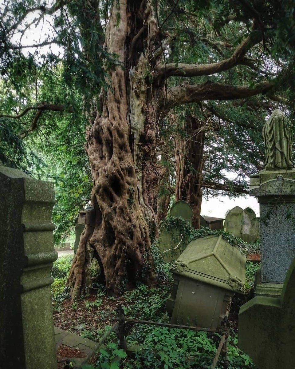 hellohistoria's tweet photo. #ThickTrunkTuesday 🌳

The Yew was regarded as the gentle guardian of the dead 💀

It was formerly revered so much in Wales that to cut it down was considered an act of desecration, while to burn any part of it was looked upon as sacrilege 🔥 

#Wales #History https://t.co/SndcKwmcQ4