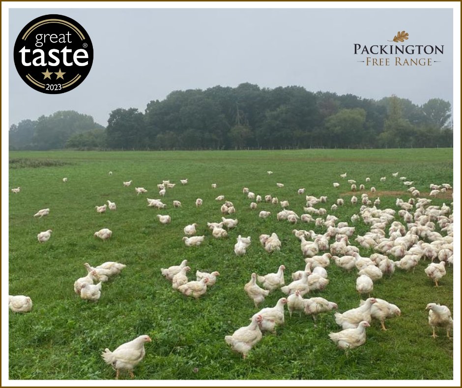 PackingtonFR's tweet photo. So lovely to see our chickens ranging on traditional English pasture. How chickens should be reared.
#FreeRangeChicken #PastureRaised #EthicalFarming #OrganicPoultry #SustainableFarming #FarmToTable #NaturalChicken #HealthyEating #HumanelyRaised #NoCages #EcoFriendlyFarming https://t.co/dAmlnFCtF6