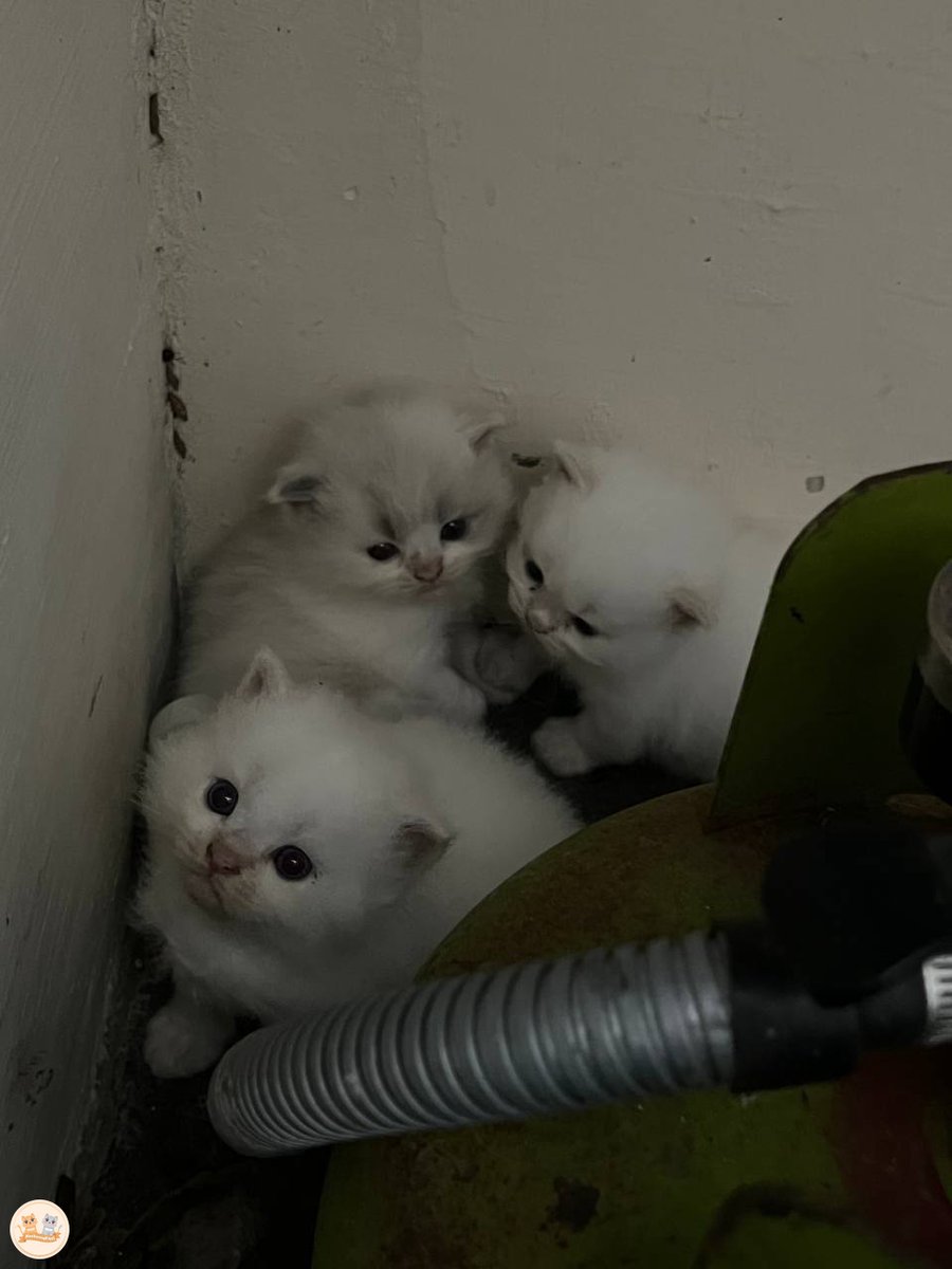 kochengfs's tweet image. kcg! Dicariin kemana2 taunya ngumpet di belakang gas elpiji😾