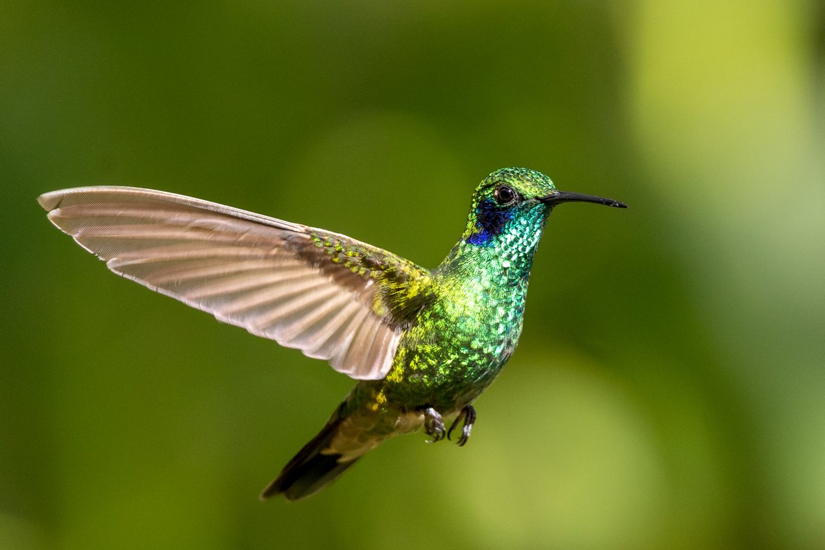 Lesser violetear. #birds #birdwatching #bird #nature #birdphotography #birdsofinstagram #wildlife #naturephotography #wildlifephotography #birding #birdlovers #photography #birdstagram #birdlife #brilliance #animals #Seanleahyphotos #photooftheday #art #swordbilledexpeditions