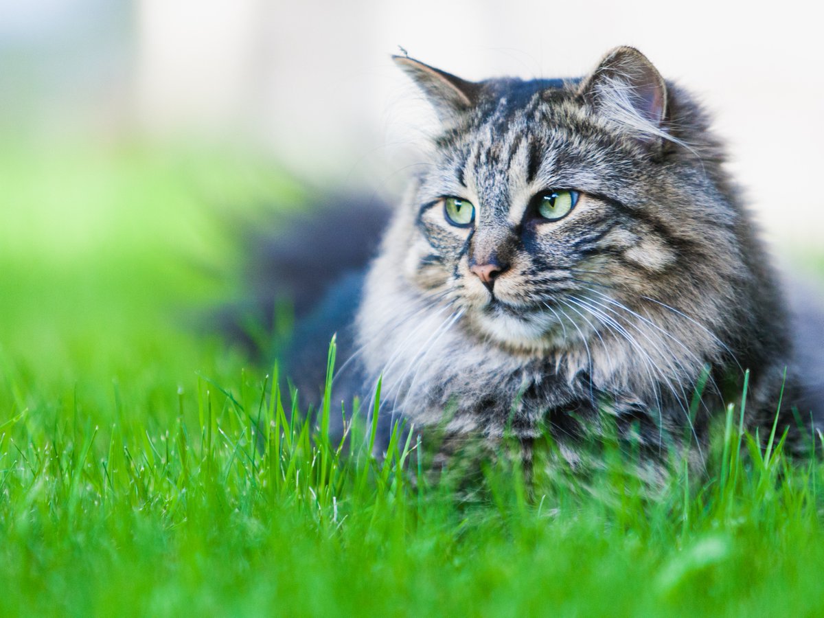 VitaPaws's tweet photo. How is it Week 3 of #HappyCatMonth already??
Let's take a look into how we can take care of our cat's coat and skin...

https://t.co/LlPY1YPIOt

🐱 https://t.co/NH0mrwyz8N