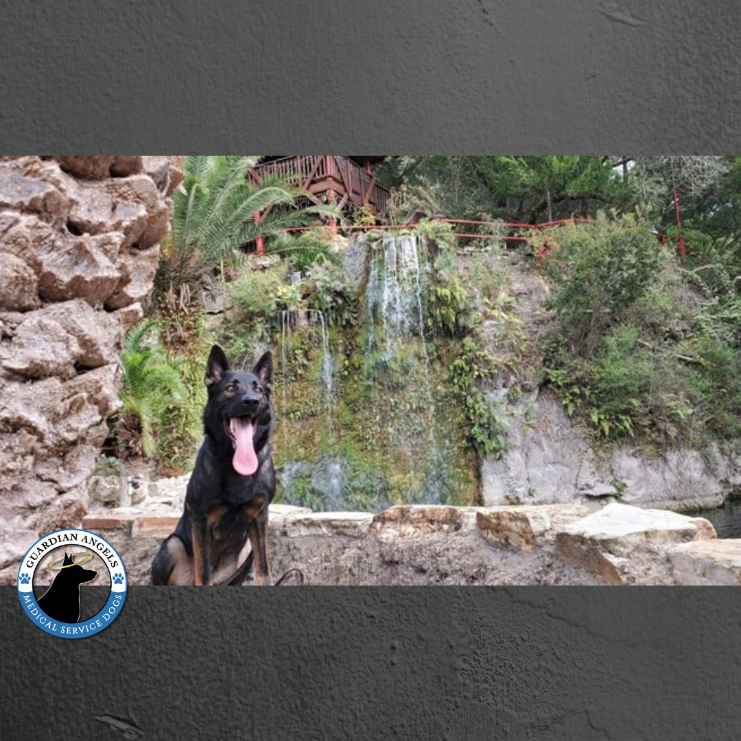 😛It's a gorgeous #TongueOutTuesday💙, and this future Super #ServiceDog found the perfect spot to pose for his picture📸🐾! #Love #GSD #ServiceDogs #DogTwitter #DogsofTwitter