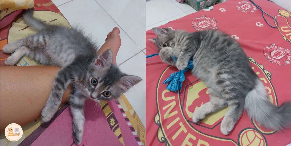 kochengfs's tweet photo. kcg! dia aku ambil dari kost pacarku karena sodaranya pada meninggal kelindes motor anak kost. tadinya mau open adopt aja habisnya jelek banget kaya tikus mana bulunya aneh eh sekarang baru 3 bulan dirumah udah berubah jadi babi😭 https://t.co/LuiHFh5L7Z