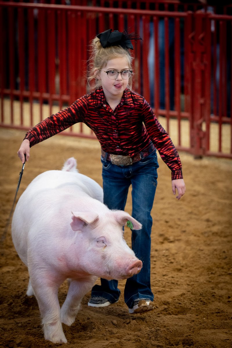 She's totally in the zone! #tongueouttuesday Livestock applications are now available at fwssr.com! Entry deadline is November 15th. #fwssr #fortworthstockshow #livestock #wherethewestisfun