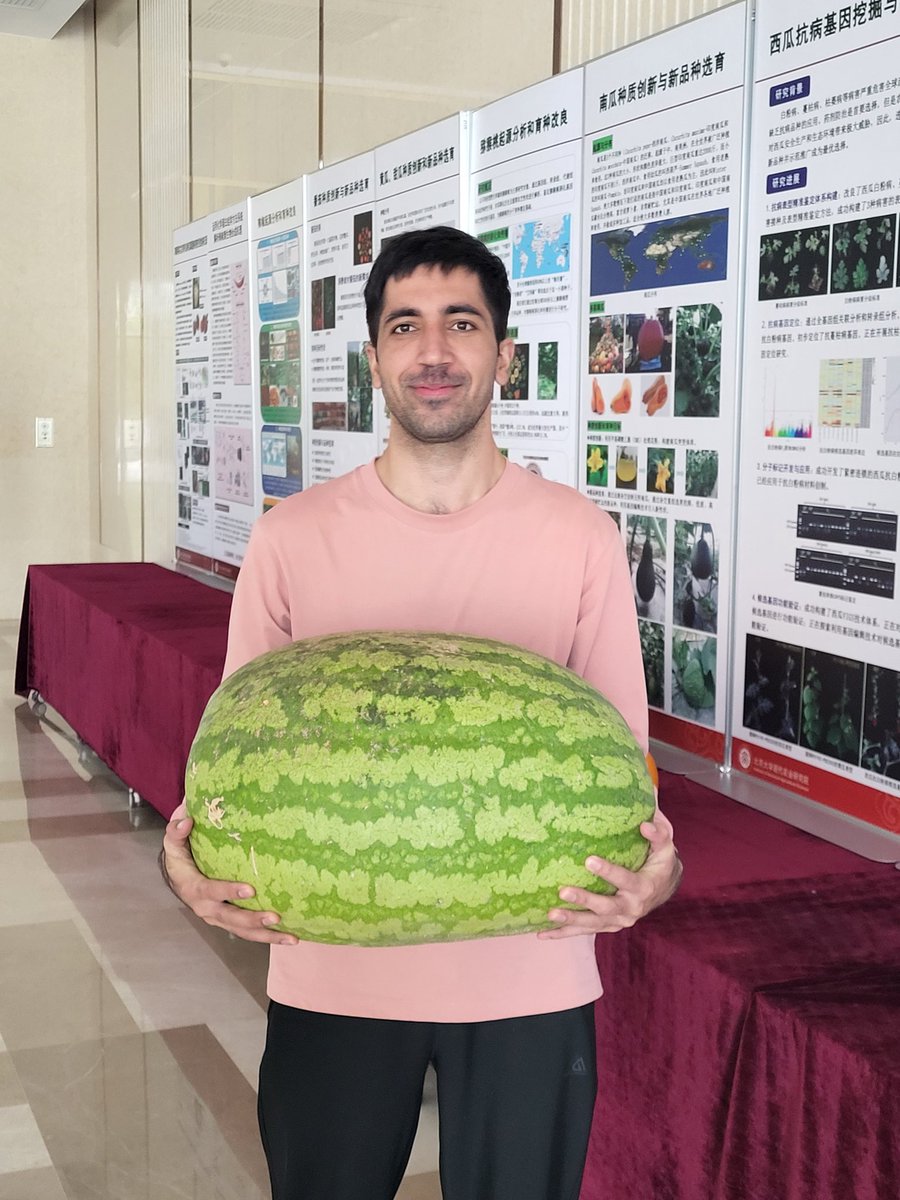 A 27kg Watermelon!This giant fruit is a testament to the incredible results of plant breeding. Plant breeders work tirelessly to enhance crop varieties, creating larger, tastier, and more nutritious produce. 
#Plantbreeding
#Agriculture