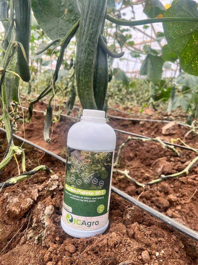 🚜After application of Carbo-Fulvic 50 lc Bio-stimulant firmer and bigger cabbage was produced.  

🌱Carbo-Fulvic has contains Carbon, Fulvic acids, Sulphur and Calcium and other additional trace minerals. 

📞Get in touch with us on WhatsApp/Call +263779579803.