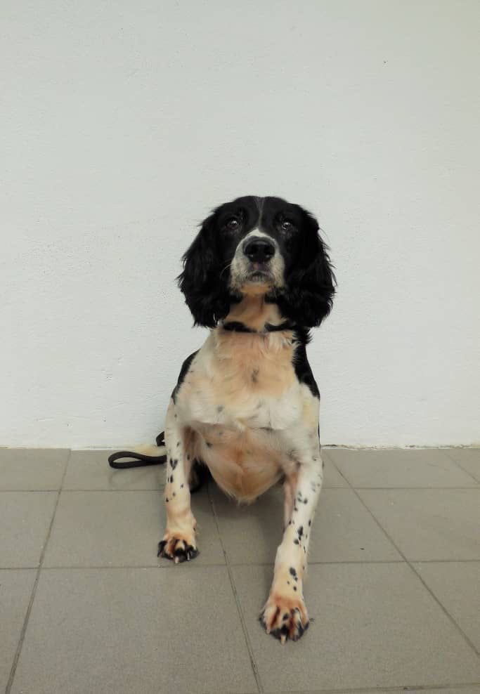 Anjing pengesan milik @bombaJBPM Blake ditidurkan selepas dikesan menghidapi barah limfoma, semalam.

Blake banyak menyumbang kepada kejayaan operasi pencarian yang dijalankan JBPM di seluruh negara antaranya mengesan mangsa lemas di Tol Batu 13, Lorong 16, Kampung Kenangan,