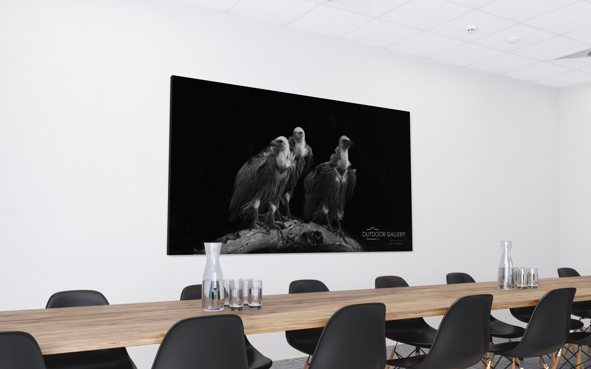 outdoorgallery_'s tweet photo. Which wildlife photograph would you prefer in your boardroom? Check out some amazing wildlife photos to decorate your office, store, business or home. Share a picture of your wall, &amp; we'll show you how our wildlife photos will look on it. 
#wallart #photography #wildlife https://t.co/BSPE0nLyRC